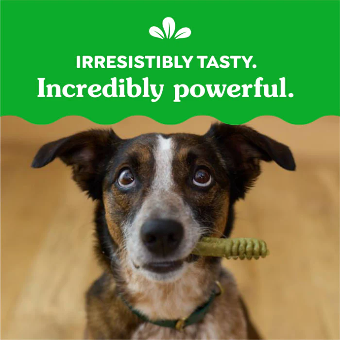 GREENIES Regular Natural Dog Dental Care Chews Oral Health Dog Treats Blueberry Flavor, 12 oz. Pack (12 Treats) - Image 7